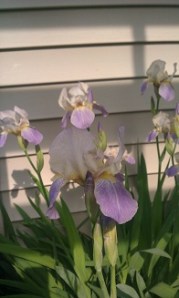 irises blog